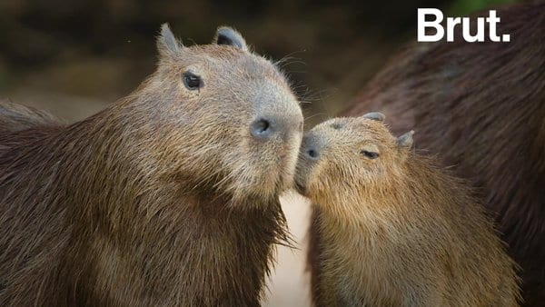 Simulation Capybara Peluche Jouet En peluche Animal Cameroon