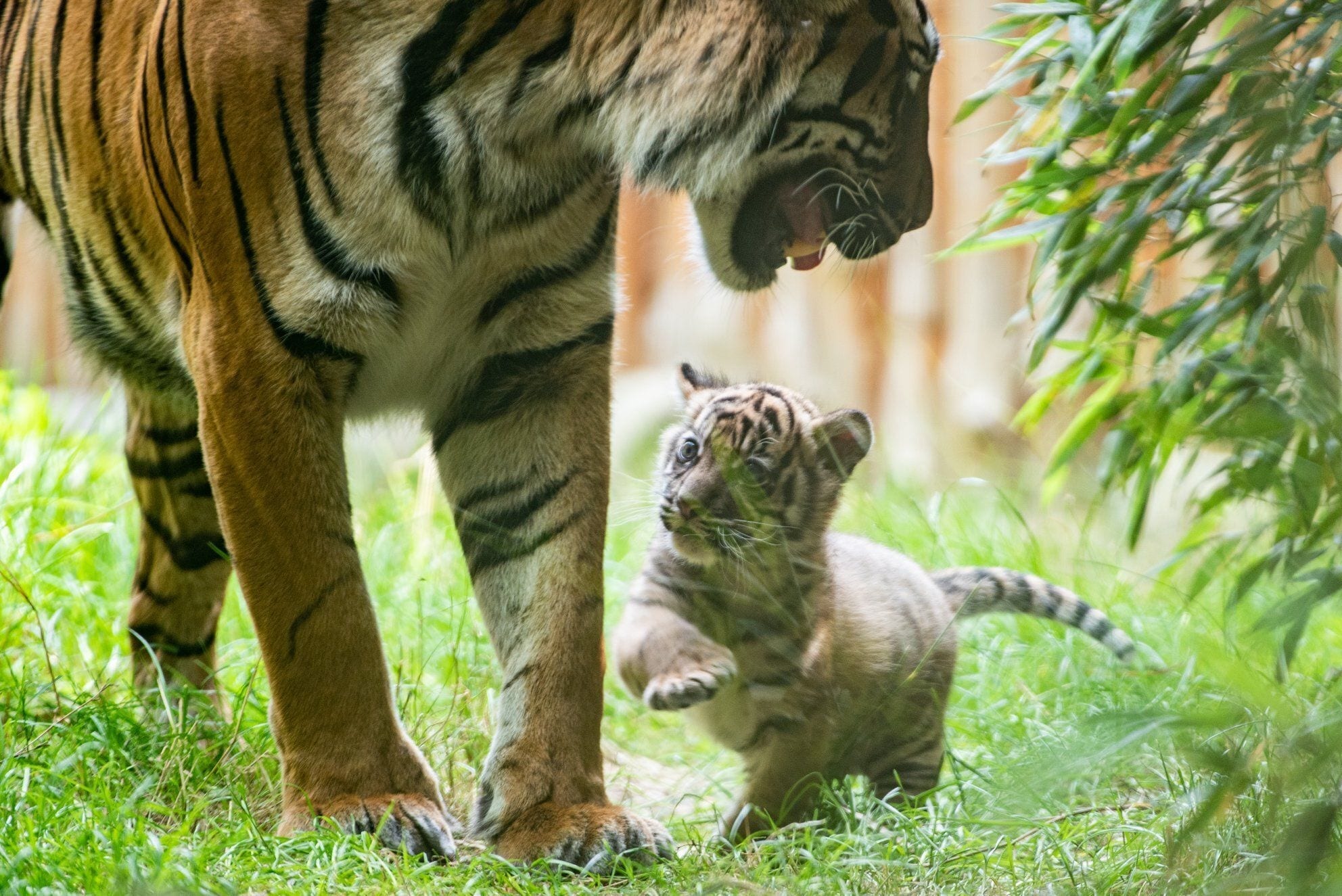 Ce jeune tigre de Sumatra est né au zoo de Wroclaw, en Pologne, durant la période de