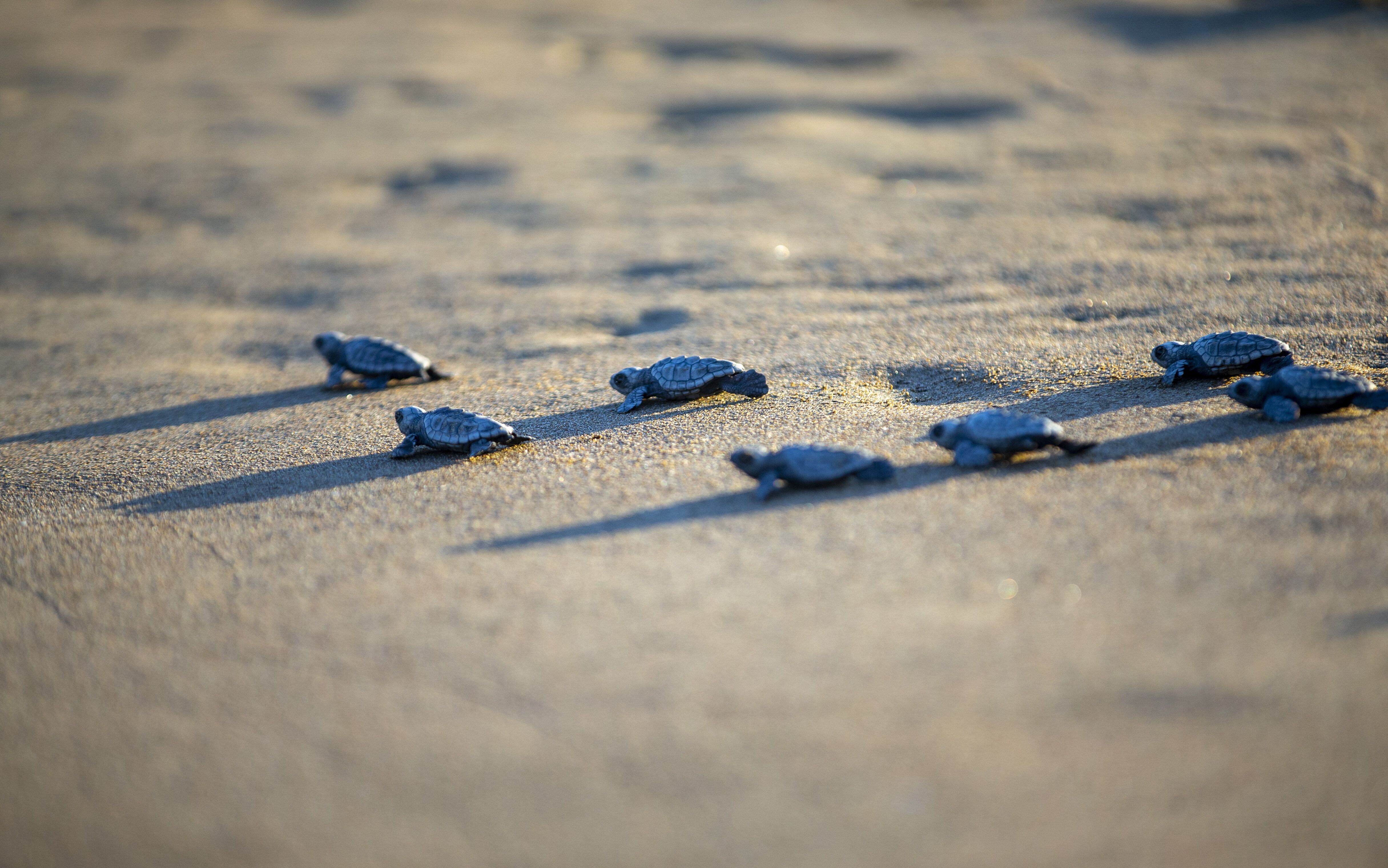 Un nid de Caretta Caretta peut compter jusqu'à 90 tortues. (Photo