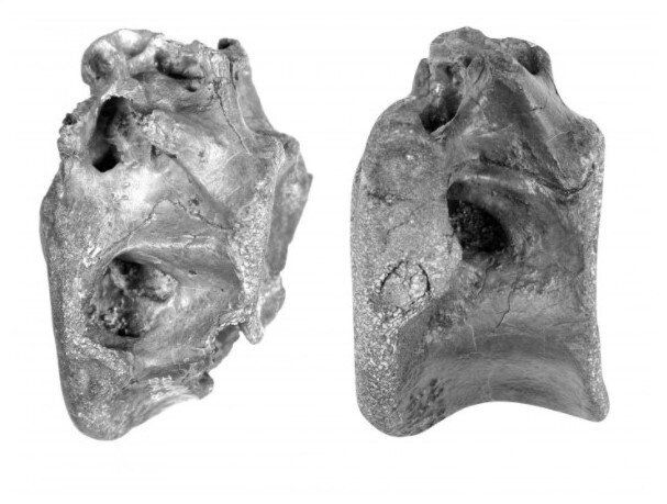 Deux os du squelette de la nouvelle espèce de dinosaures, appelée Vectaerovenator