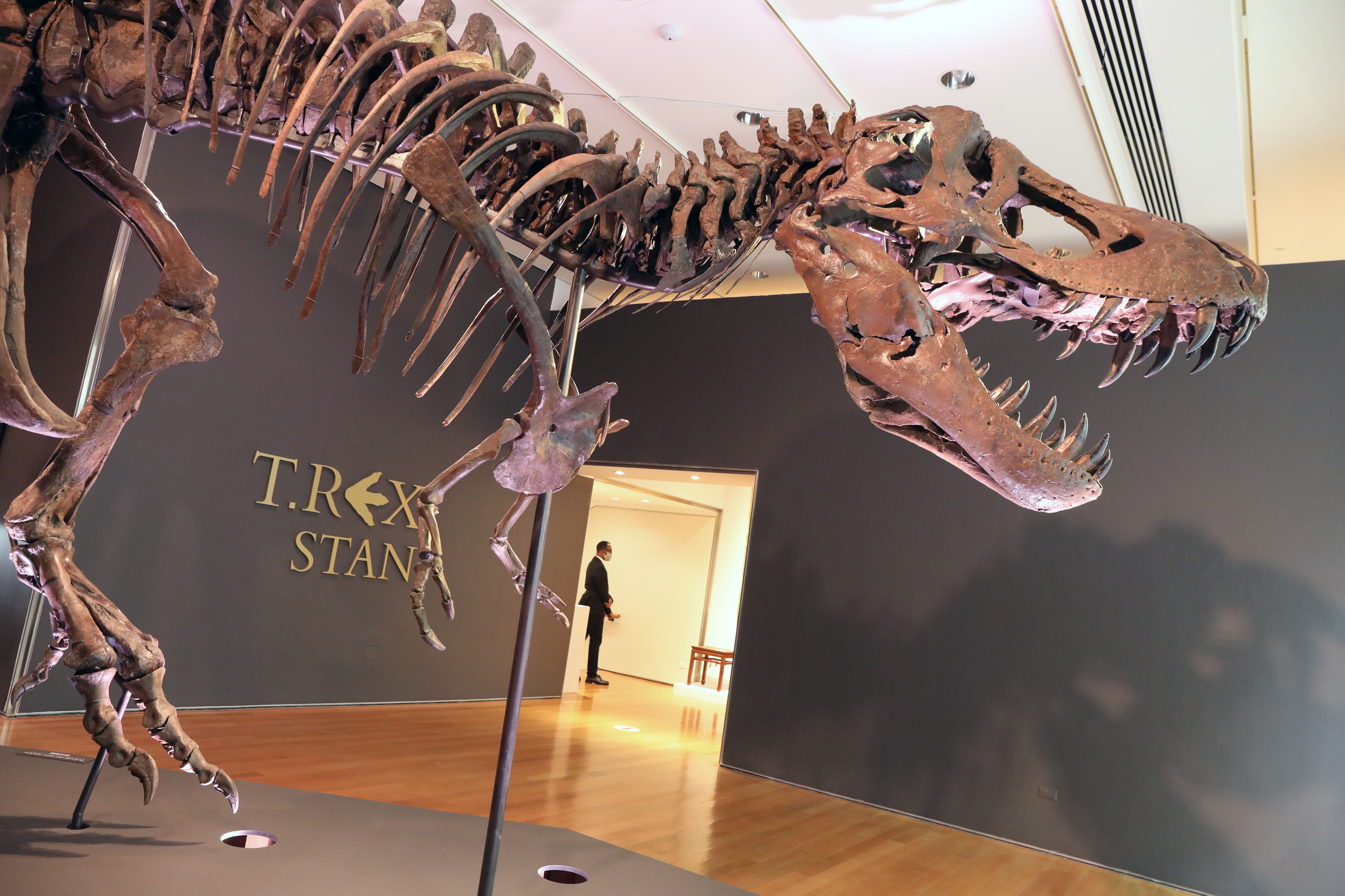 Le squelette du tyrannosaure Stan, baptisé du prénom du paléontologue qui l'a découvert...