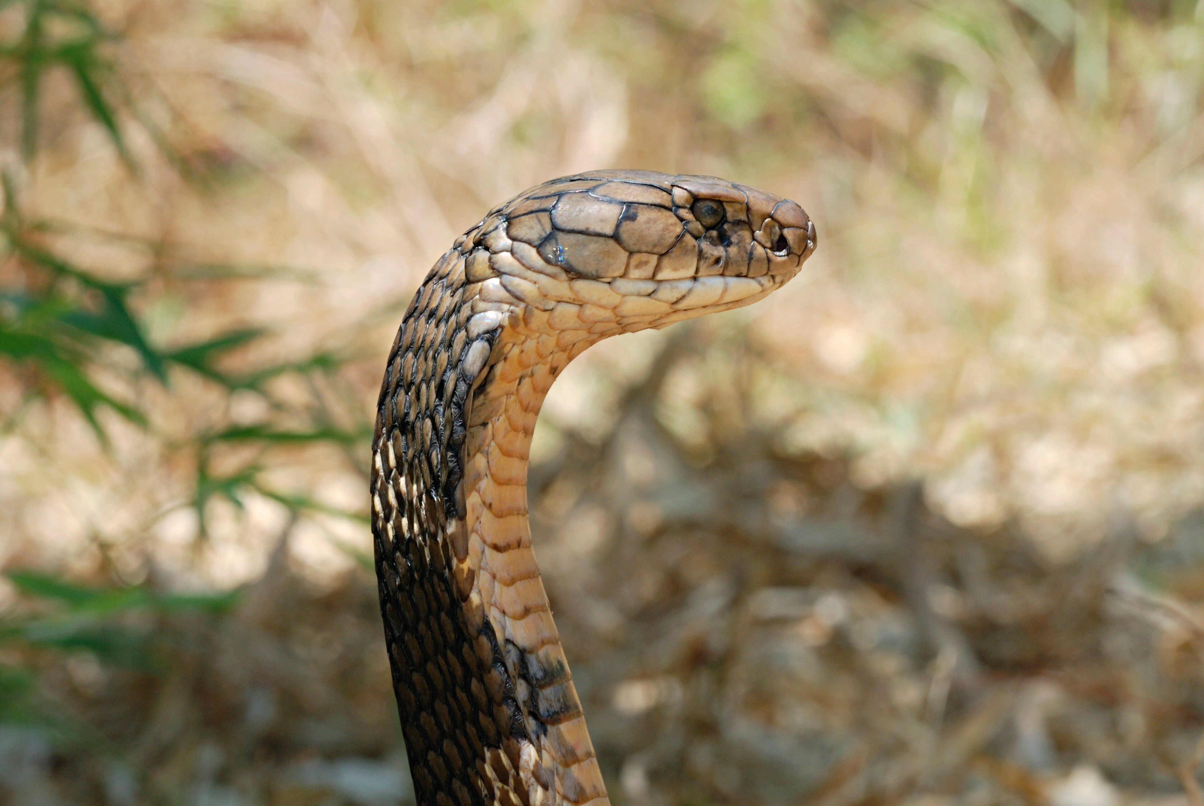 Un cobra royal. (photo