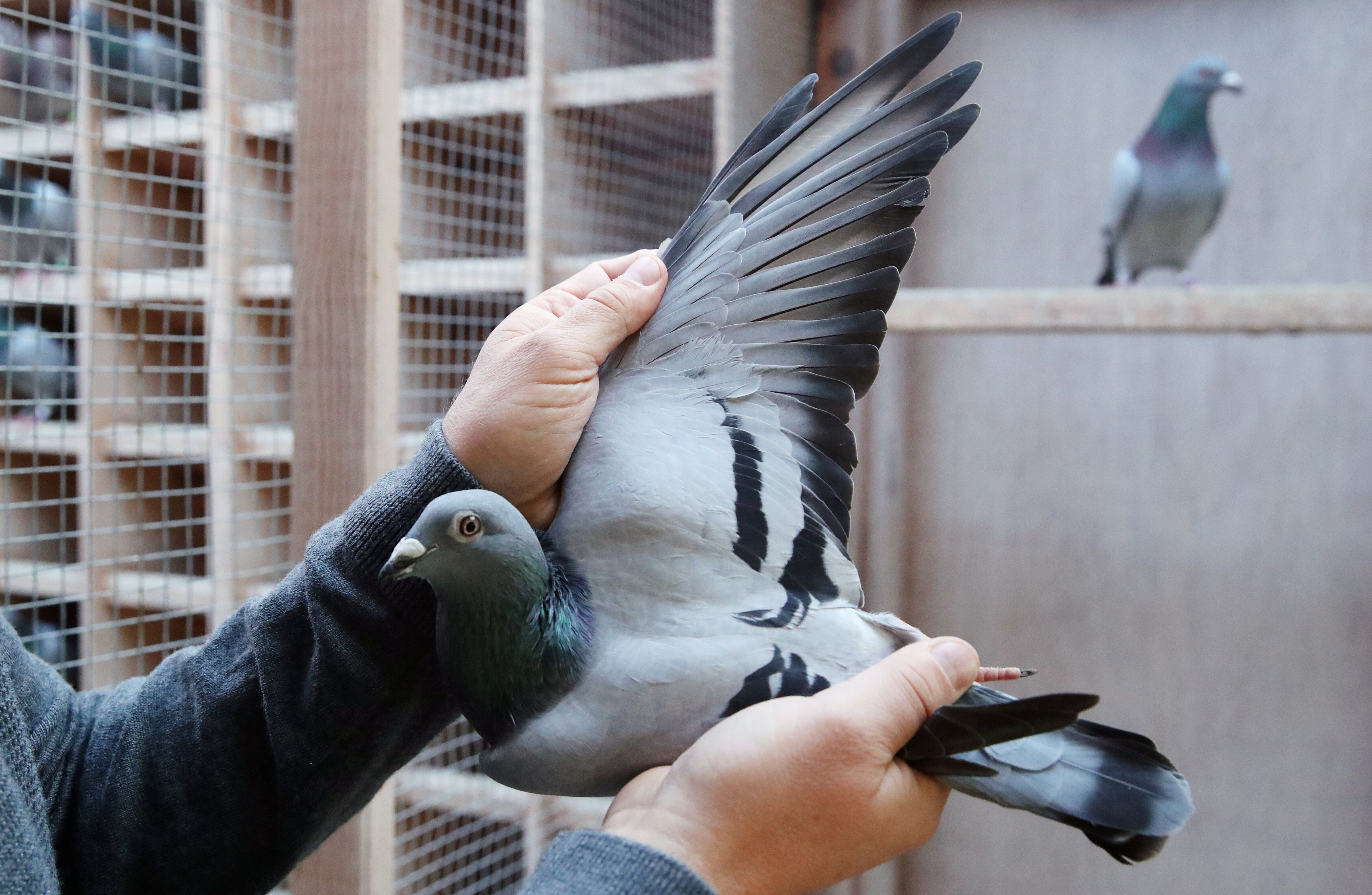 New Kim, le pigeon voyageur le plus cher de l'histoire (photo de New Kim le 12 novembre
