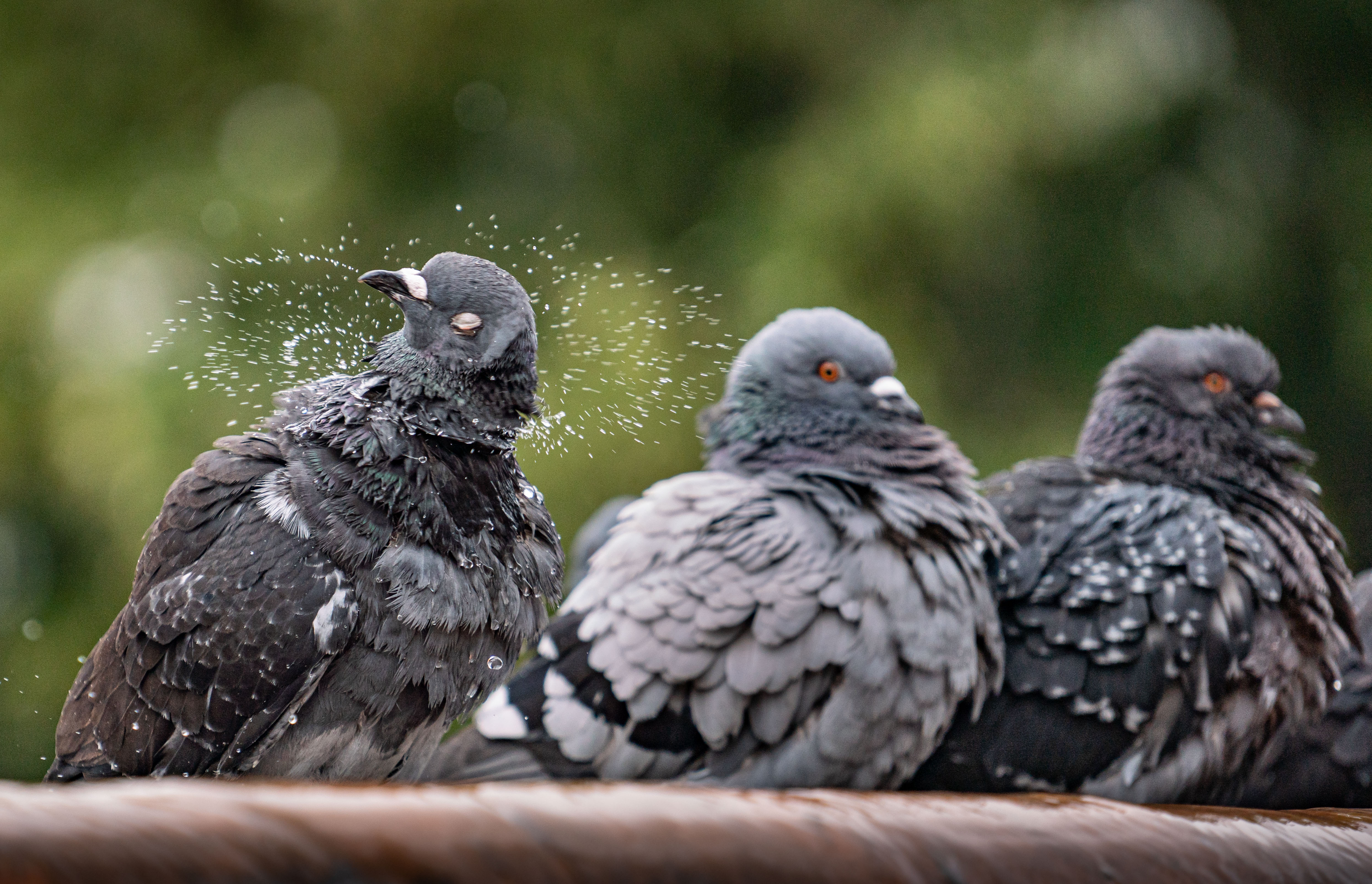 Vous devez le respect aux pigeons - L'ABESTIT