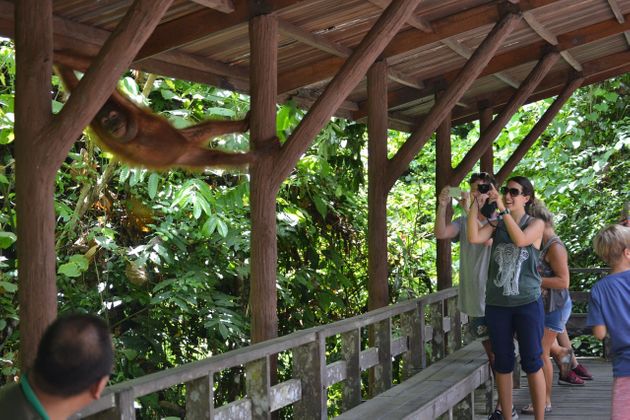 Des visiteurs observent de près un orang-outang au Centre de préservation des ours malais...
