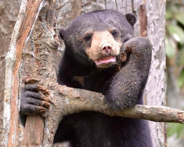 Le Centre de préservation des ours malais de Bornéo dépend des recettes engrangées...