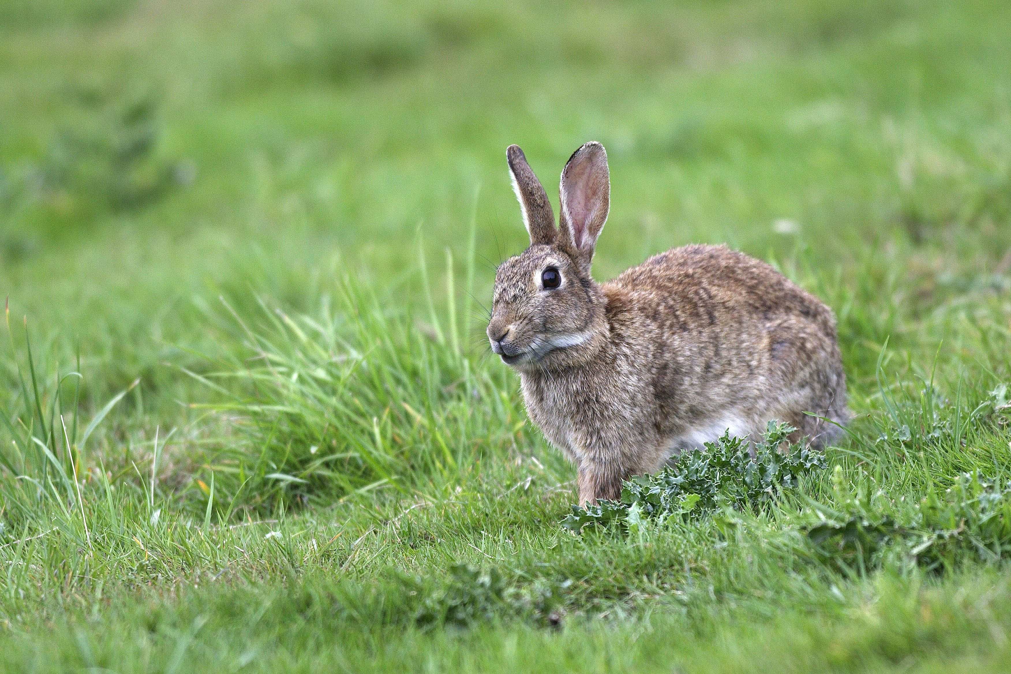 À Paris, dans le VIIe arrondissement, une colonie de lapins de garenne s'est installée sur les pelouses...
