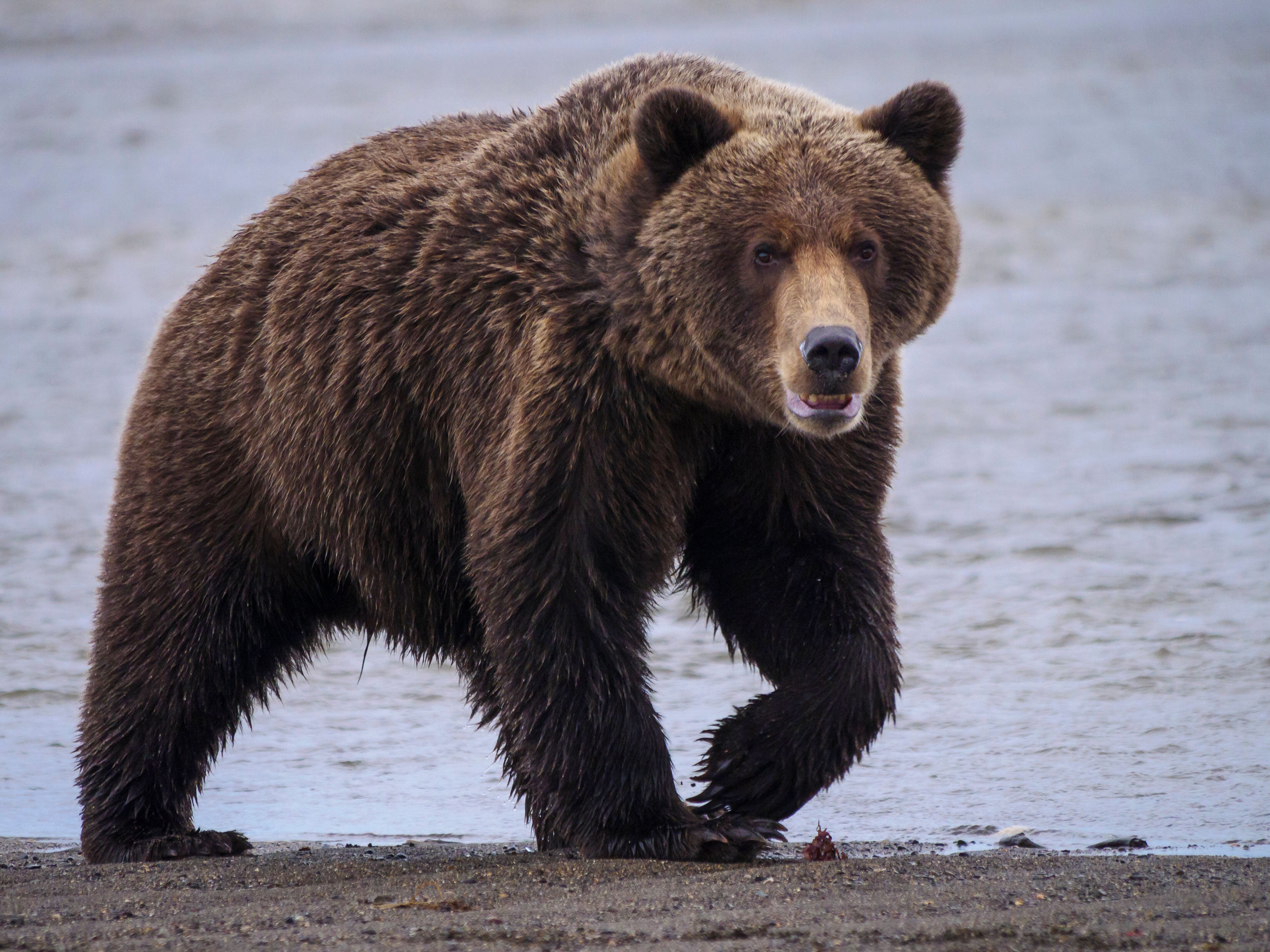 Photo d'illustration: un ours brun en