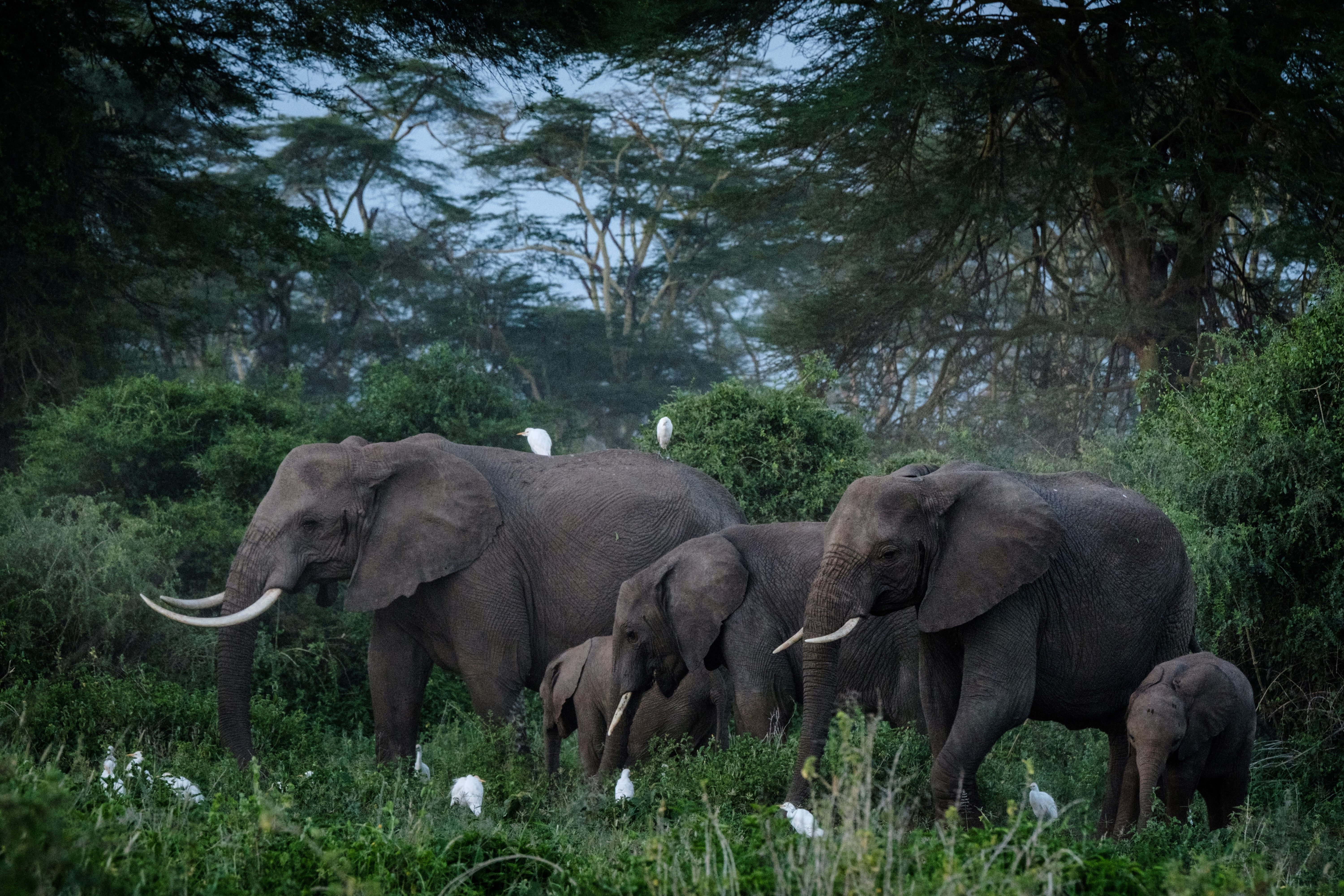 Le Kenya abrite déjà plusieurs sanctuaires à éléphants, comme sur...