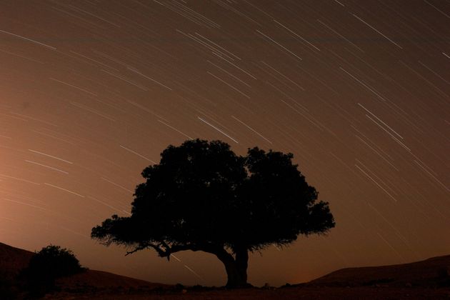 Une longue exposition montre des étoiles derrière un arbre lors de la pluie de météores...