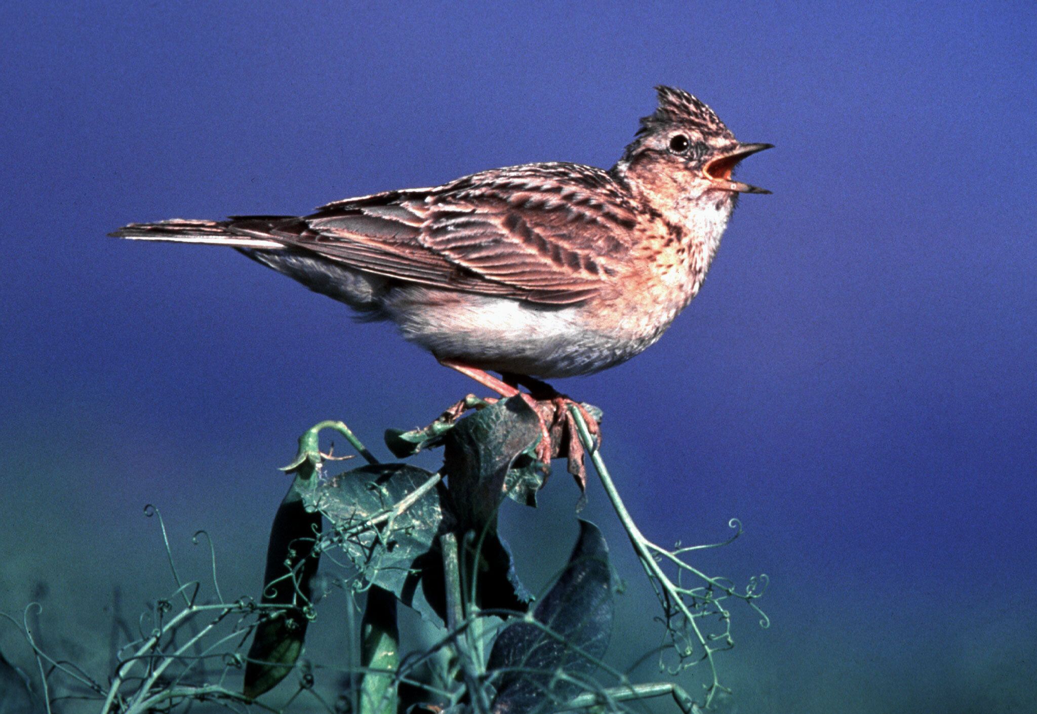 Les nouvelles autorisations pour des chasses d’oiseaux traditionnelles suspendues. (photo