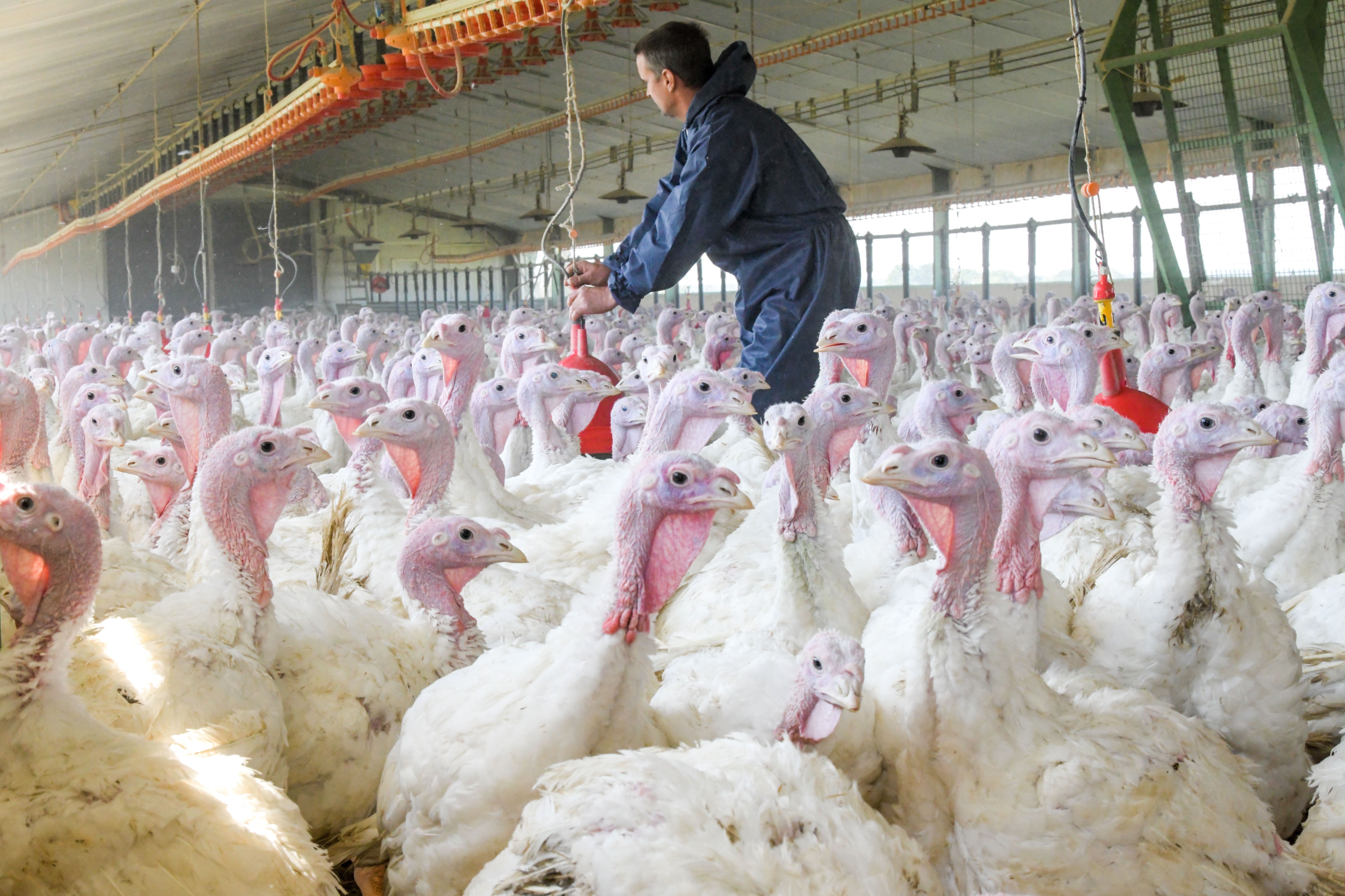 Dix millions de volailles ont déjà été abattues cette année en France à cause de l'épidémie de grippe...