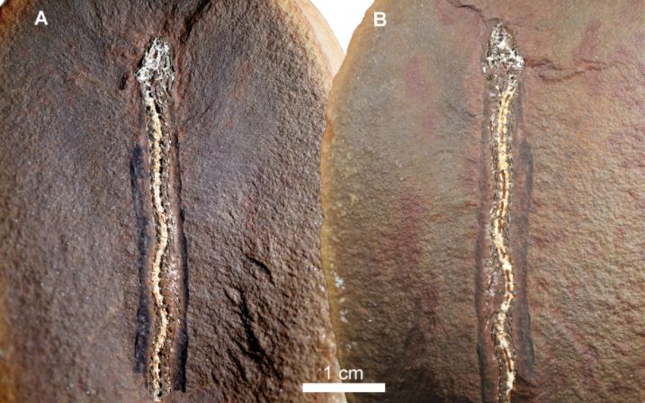 Le fossile du serpent préhistorique Nagini