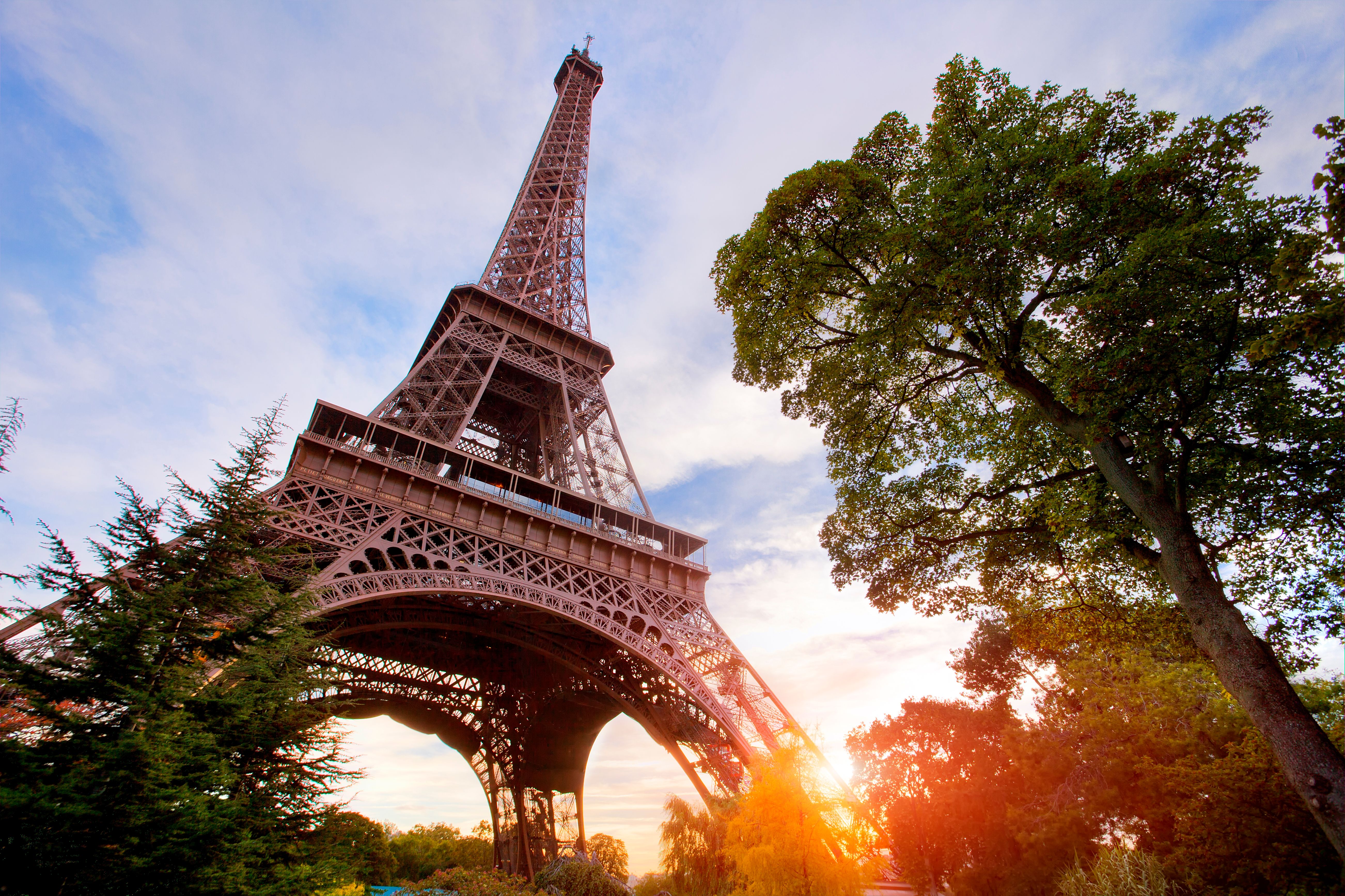 Plusieurs arbres, dont certains centenaires, présents au pied de la tour Eiffel pourraient être abattus...