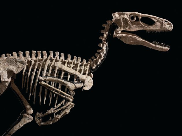 Ce squelette de Deinonychus baptisé 