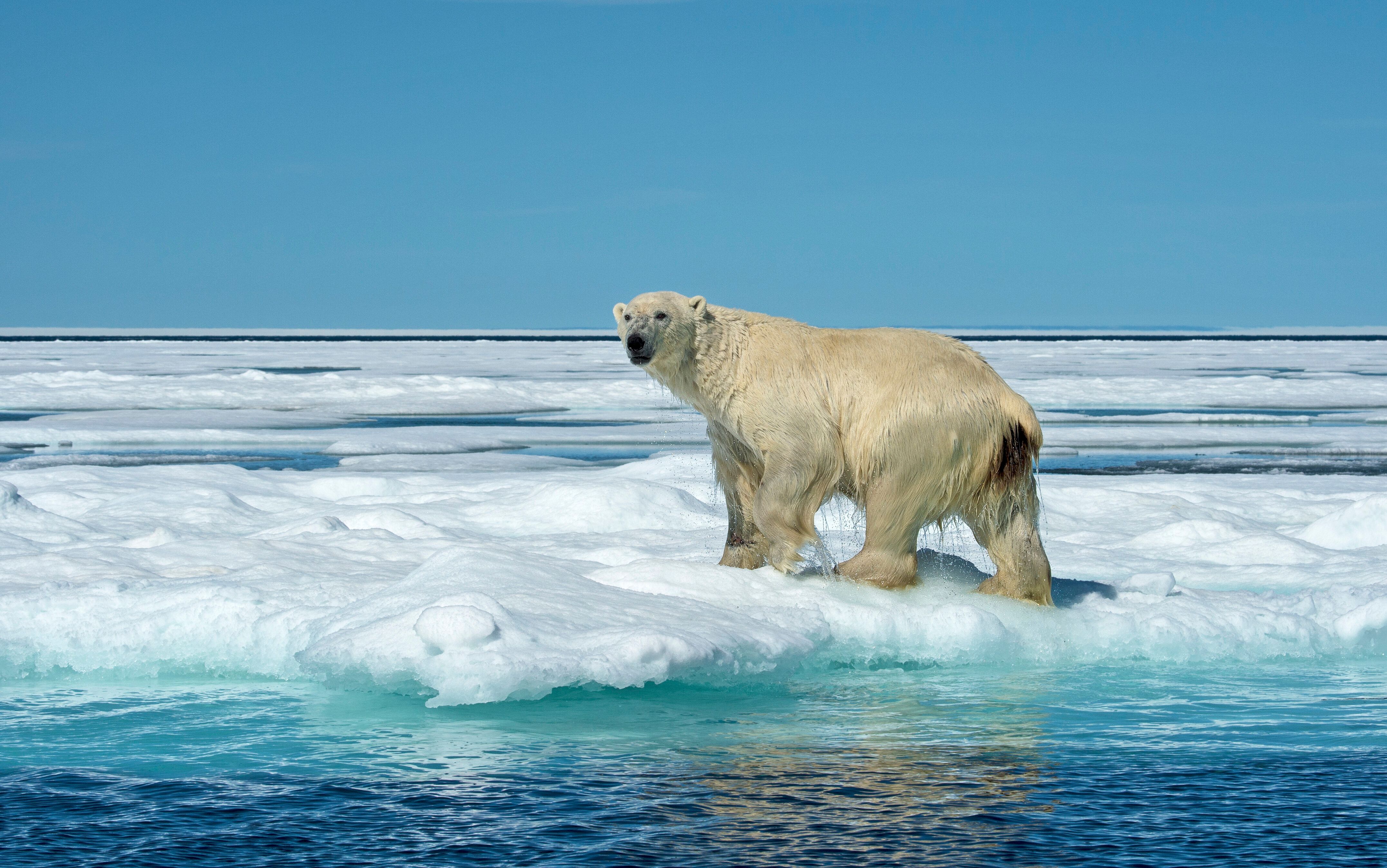 Ces ours polaires ont réussi à s'adapter au changement