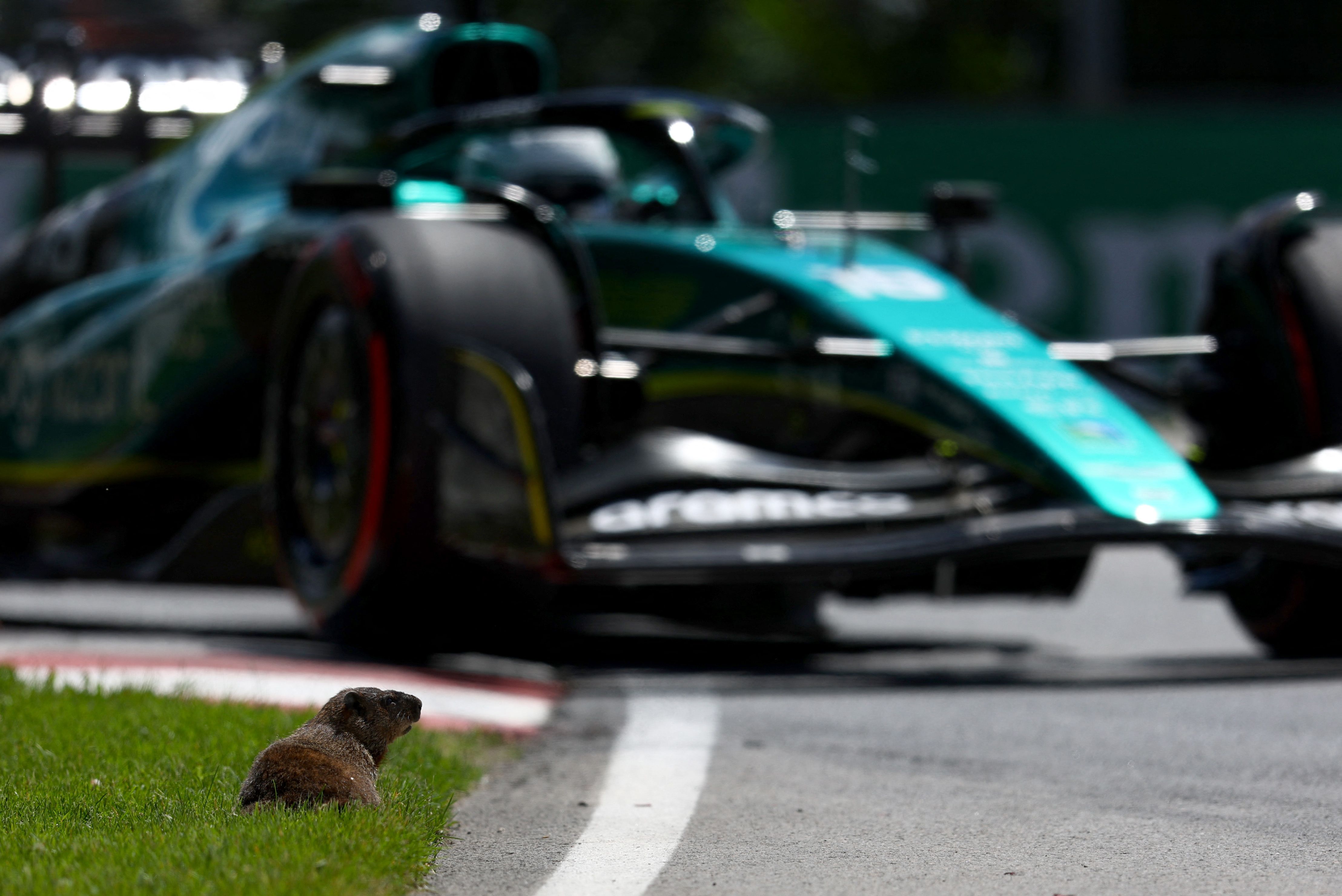 Cette année, les marmottes sont en train de voler la vedette aux pilotes de Formule 1 en marge du Grand...