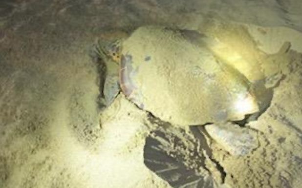 Une tortue Caouanne pond ses oeufs sur la plage de
