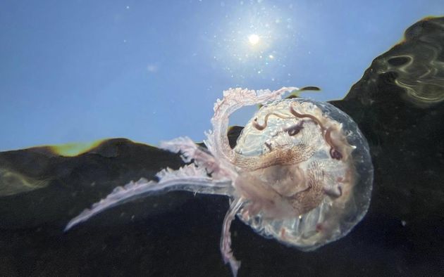 Cette espèce de méduse nommée Pelagia noctiluca envahit la Côte