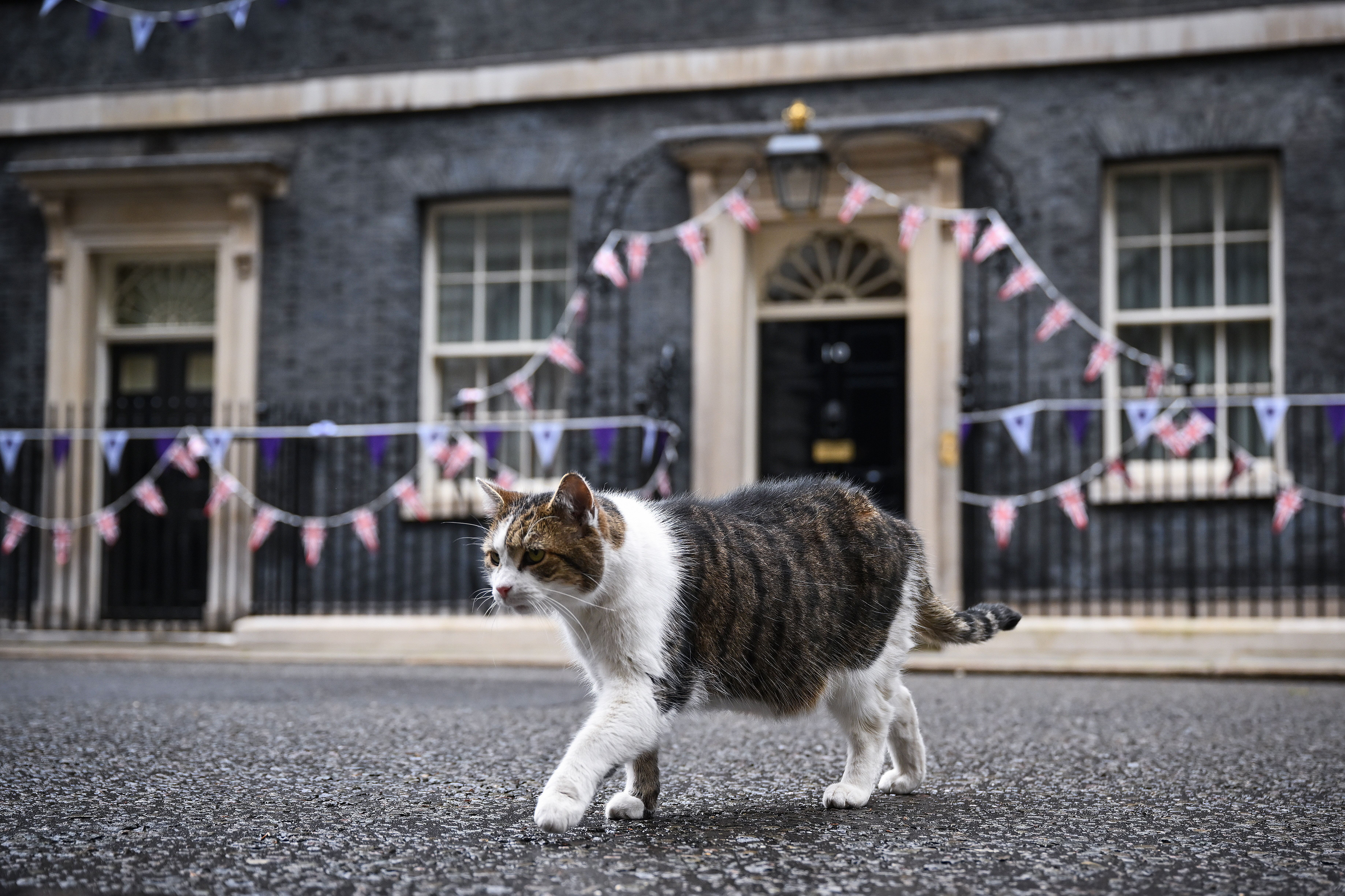 Larry, le chat du 10 Downing Street, ici le 6 juillet