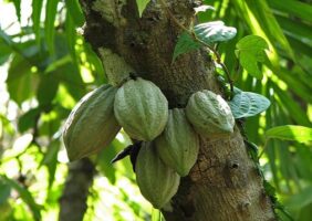 "Interdiction Imminente : L'Avenir du Café et Cacao Bio de RDC Menacé par l'UE"