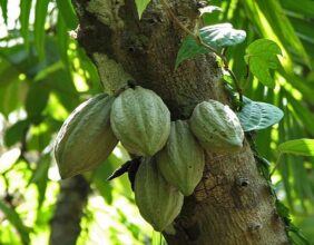 "Interdiction Imminente : L'Avenir du Café et Cacao Bio de RDC Menacé par l'UE"