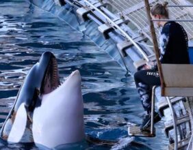 Antibes : Marineland ferme ses portes, découvrez les derniers jours du parc emblématique